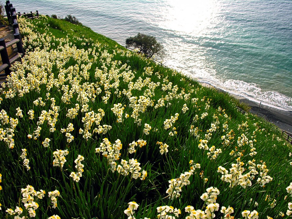 洁白水仙花凌波仙子田园美景