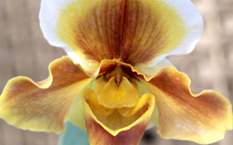 蝴蝶兰唯美绽放清新自然风景美图