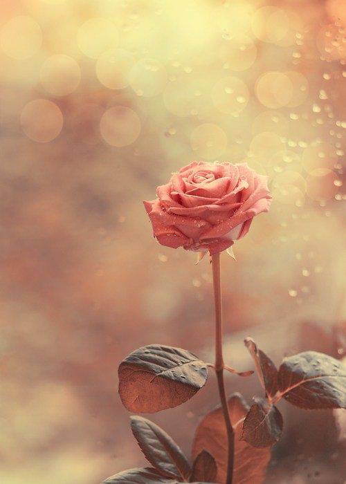 微风中盛开的粉色玫瑰浪漫背景图