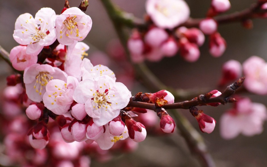 春天美丽的桃花盛开唯美高清壁纸