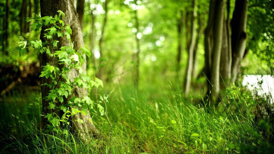 初春清新绿色森林唯美风景背景素材