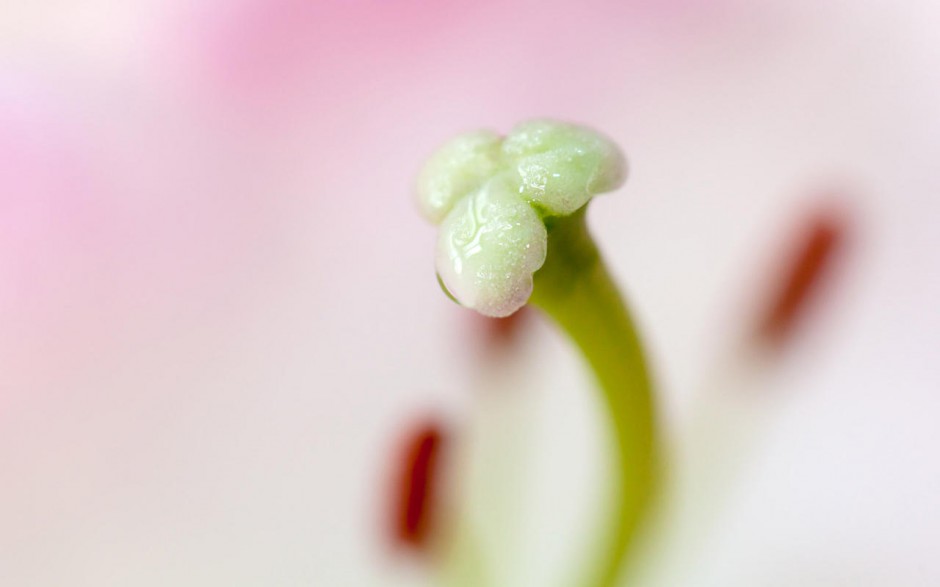 鲜花花蕊壁纸图片大全