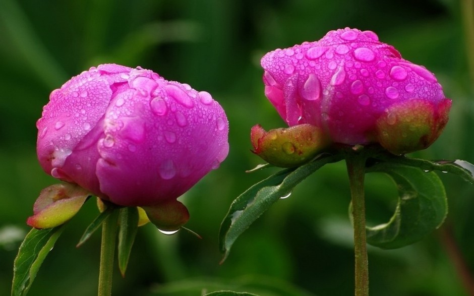 娇艳欲滴雨后芍药花图片壁纸