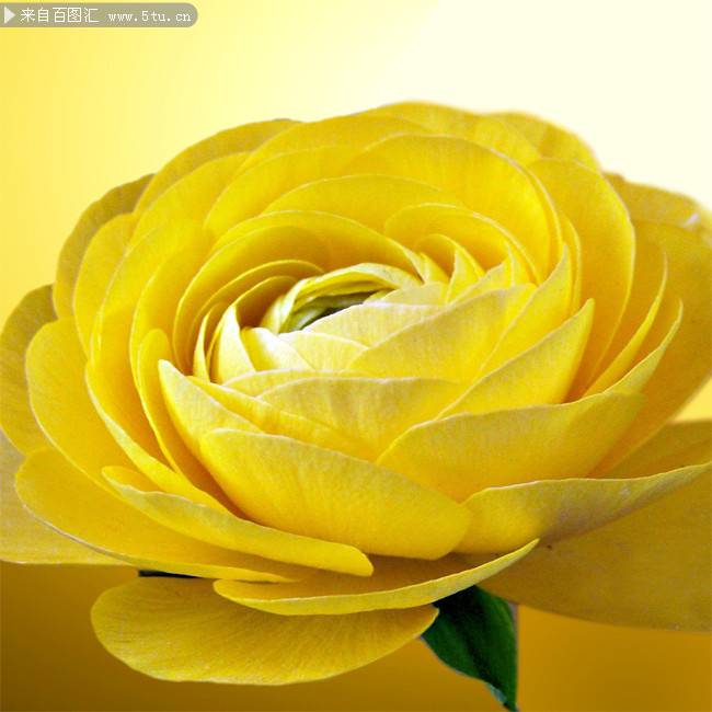 黄玫瑰花图片背景素材