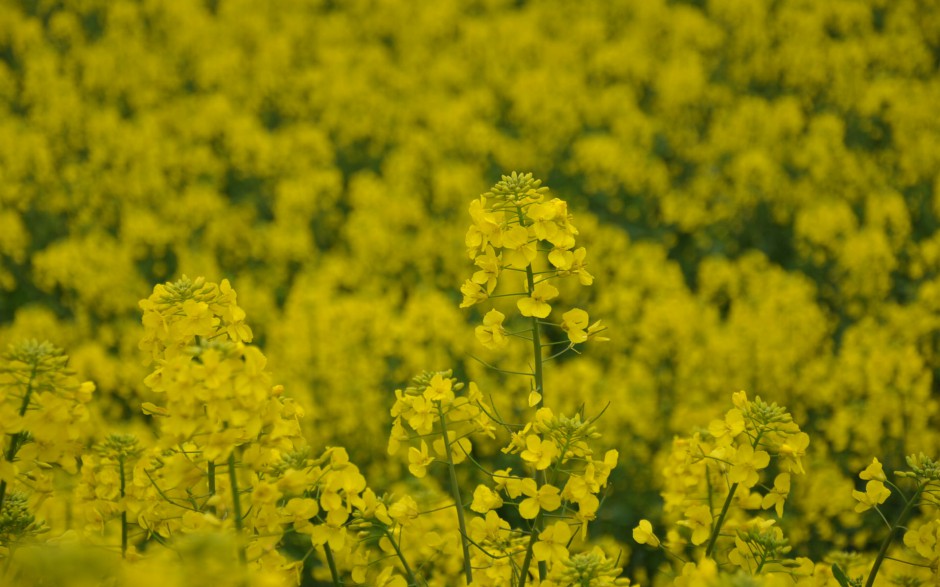 油菜花花田浪漫风景高清精美图集