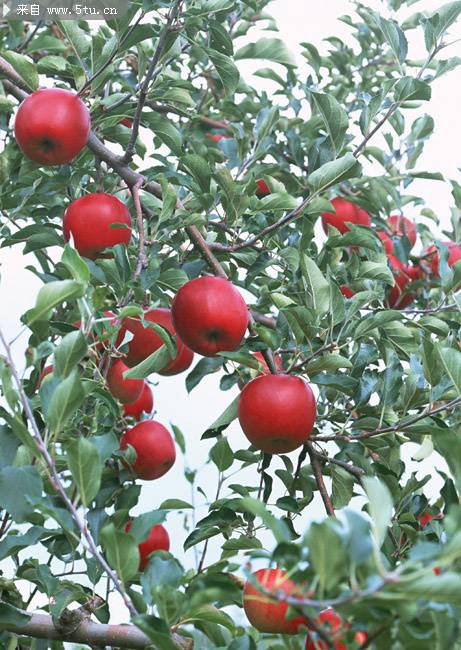 又香又甜的红苹果树图片