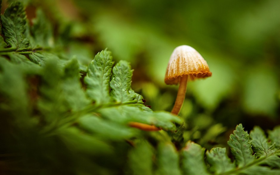 雨后唯美森林小蘑菇梦幻美景图片