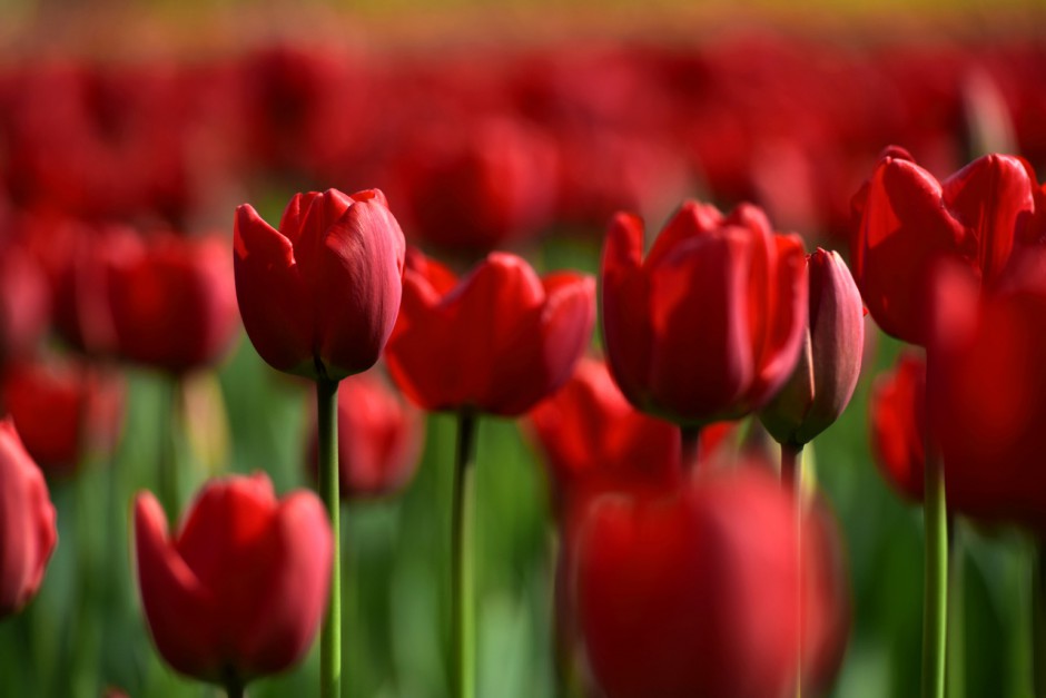 多彩郁金香高清花卉壁纸