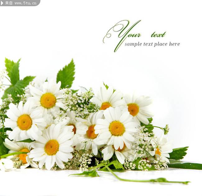 素净优雅的白色野菊花图片