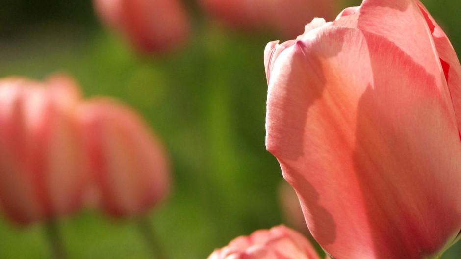 郁金香花朵桌面壁纸精选