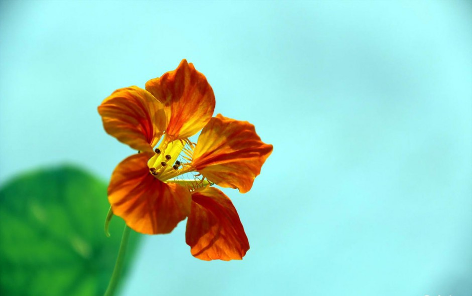 花 旱金莲植物高清桌面壁纸