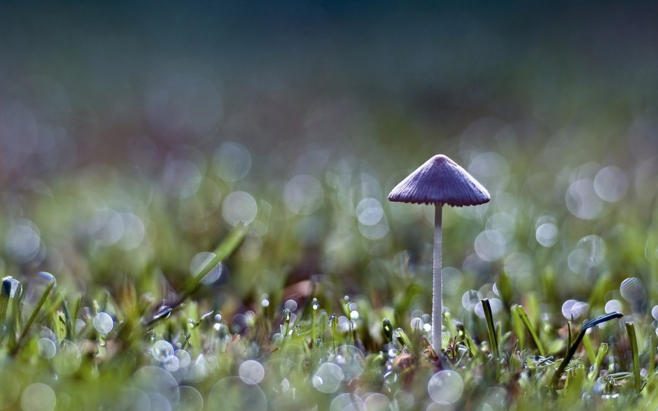 雨后唯美森林小蘑菇梦幻美景图片