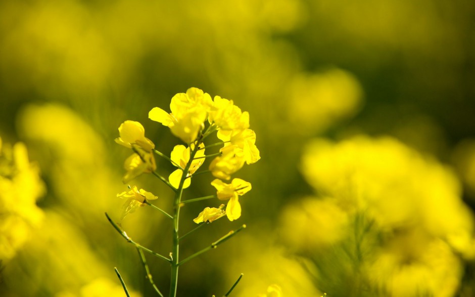 金黄金黄油菜花高清桌面壁纸