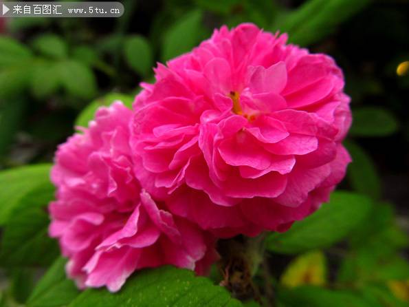 美丽鲜艳的蔷薇花图片