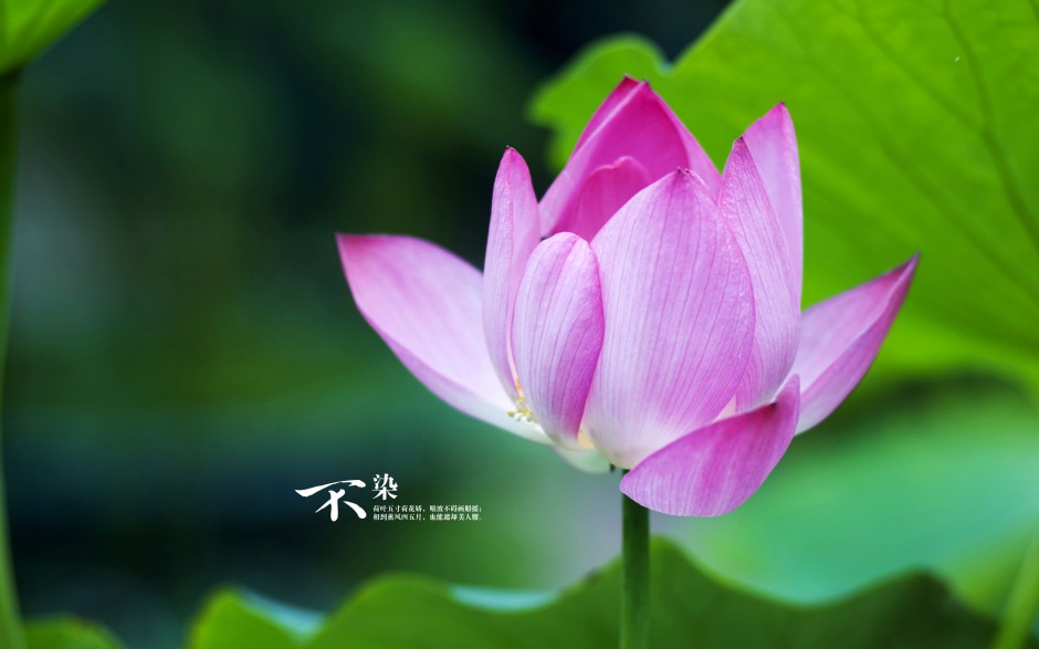 夏日池塘荷花唯美清新风景高清美图