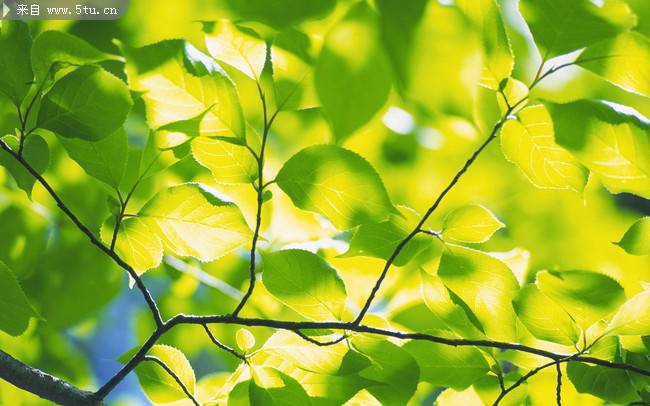 四季绿叶植物图片素材精选