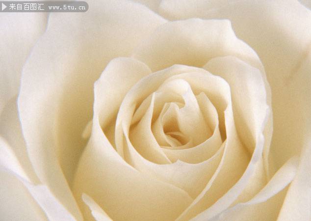 白色玫瑰花背景典雅清新