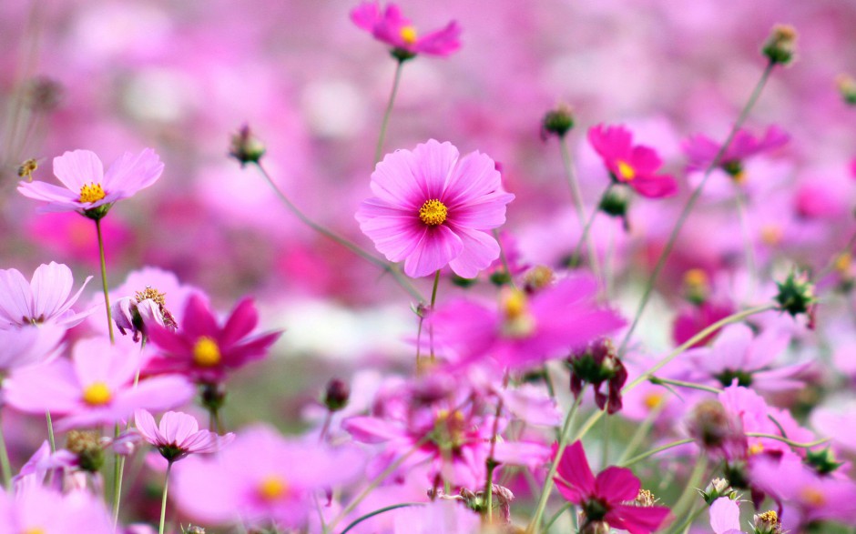 唯美格桑花花田浪漫春日风景图