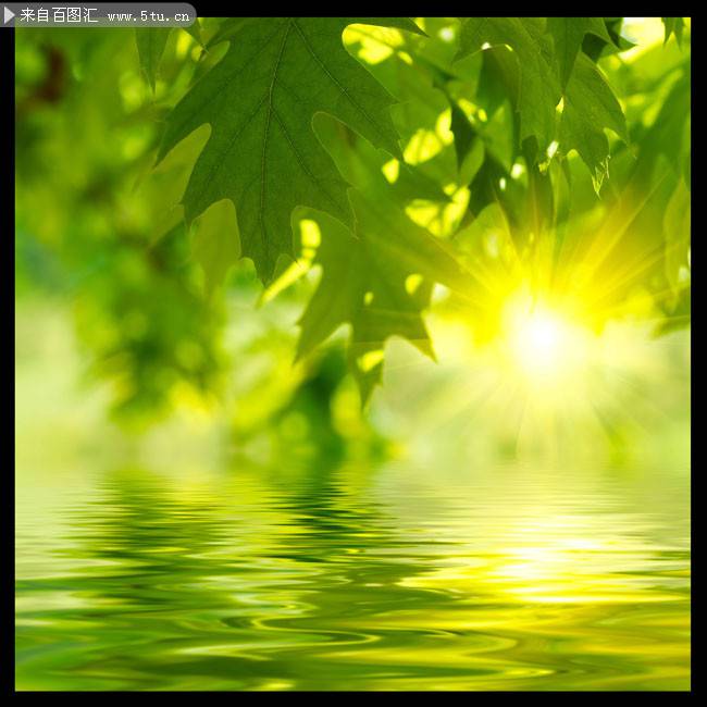 阳光与绿叶唯美图片素材