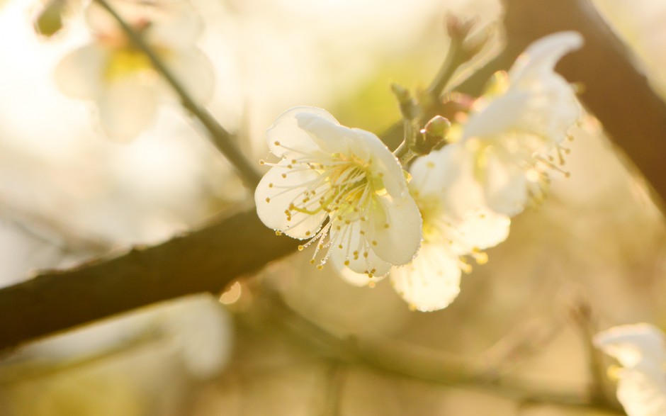 雨后唯美黄色梅花清新春日风景