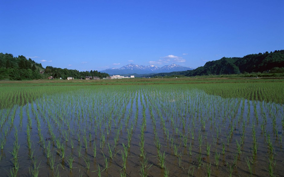 田园清新唯美稻田风景壁纸