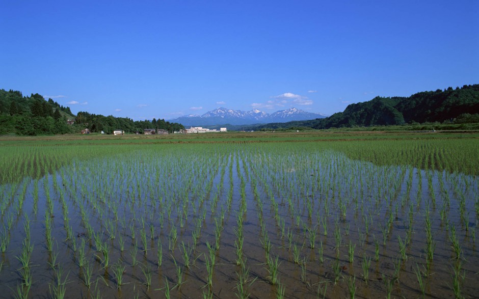 田园清新唯美稻田风景壁纸