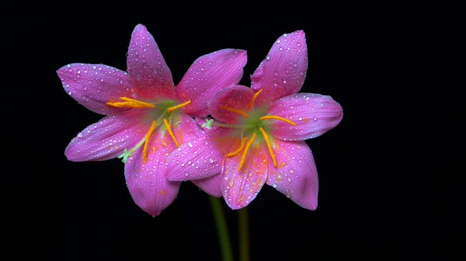 花卉百合花桌面壁纸 高清