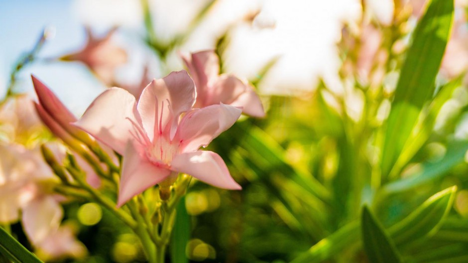 花精美桌面壁纸高清