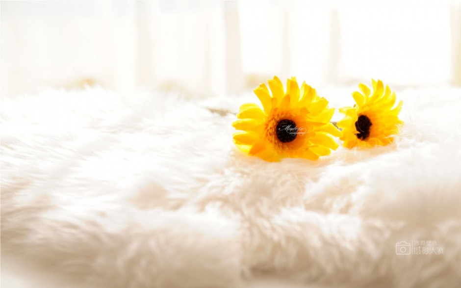 唯美的向日葵花卉壁纸欣赏