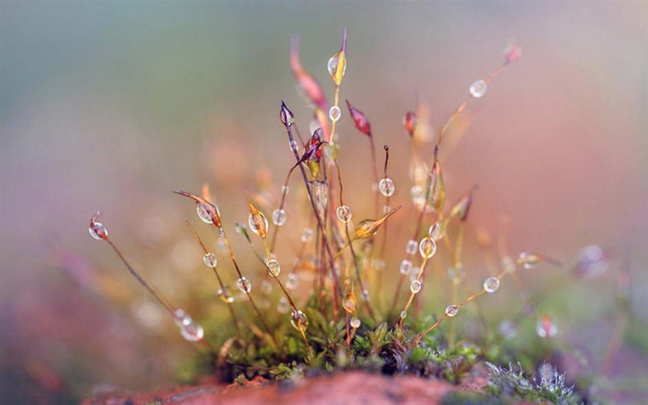 清晨雨后浪漫花卉水珠梦幻美景