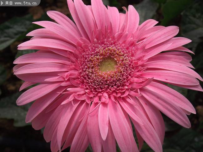 花朵硕大的粉色非洲菊图片