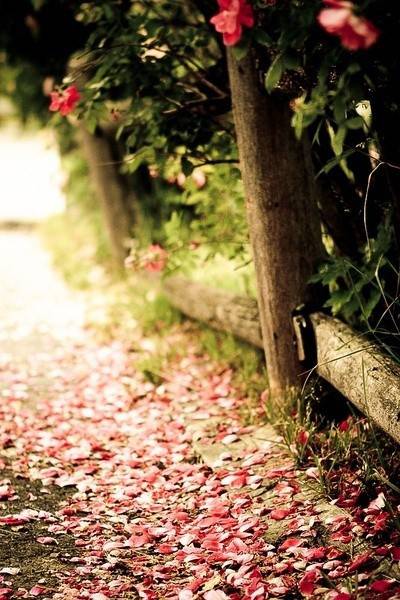 你是我沿途的风景非主流唯美图片