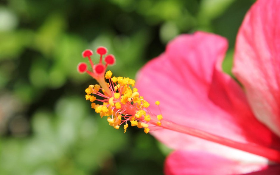 鲜花花蕊壁纸图片大全