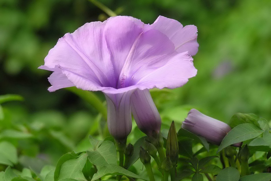 紫色牵牛花浪漫春日风景壁纸