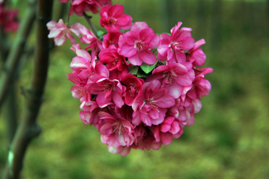秋海棠花图片花团锦簇