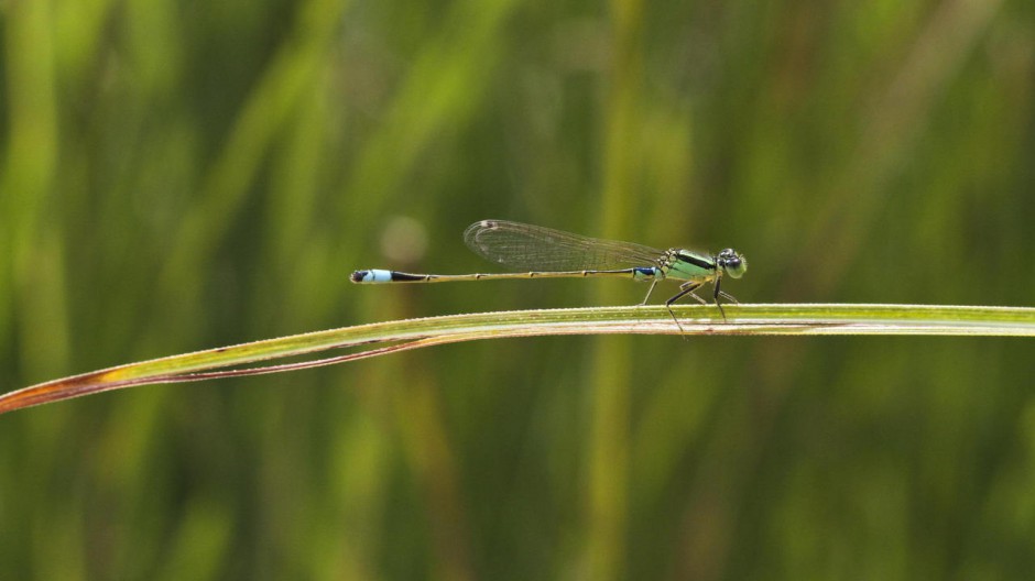 漂亮的豆娘昆虫图片