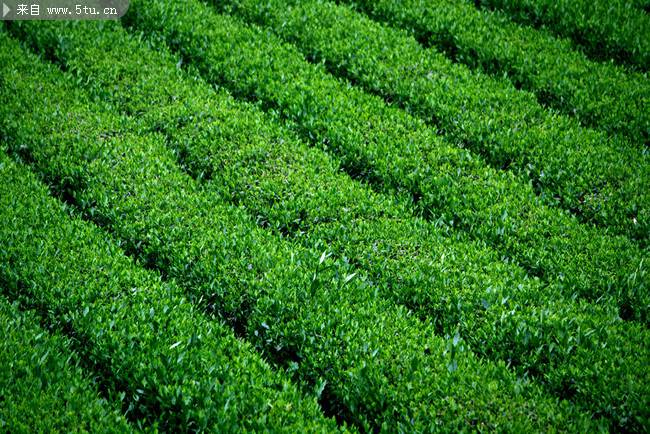 山茶科植物图片清新绿色背景