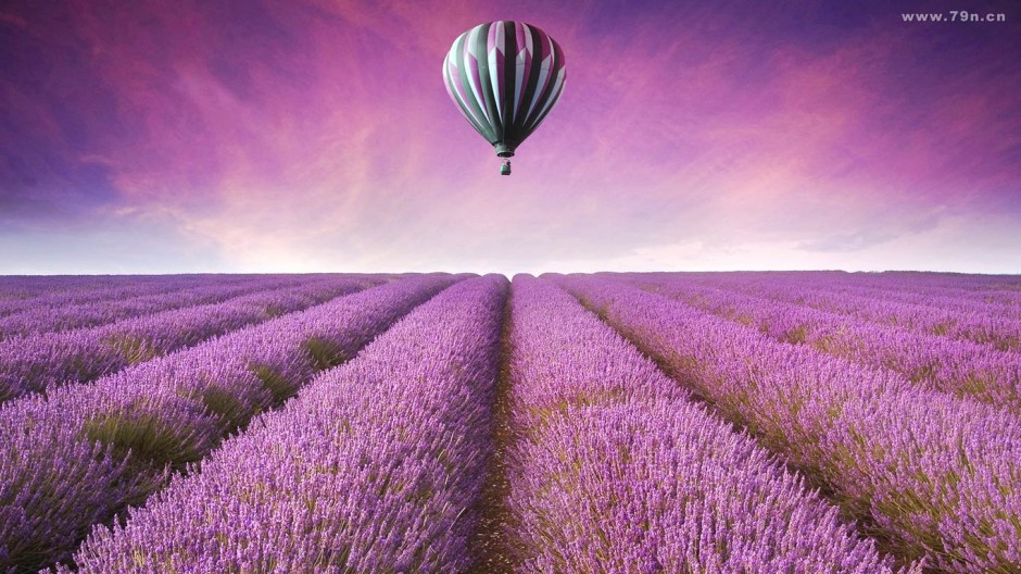 紫色薰衣草唯美花卉风景壁纸