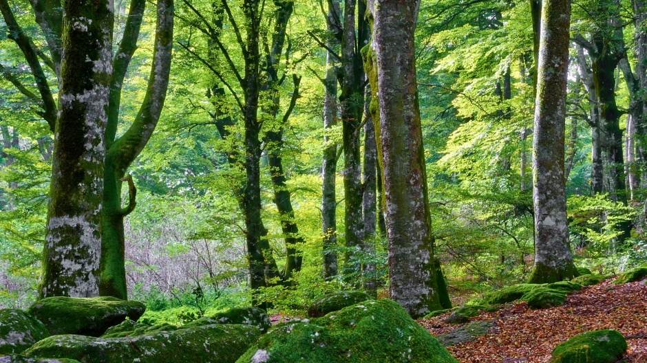 绿色森林高清护眼电脑壁纸