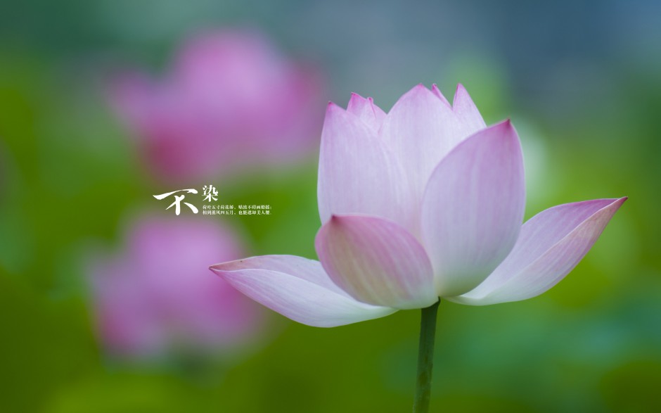 夏日池塘荷花唯美清新风景高清美图