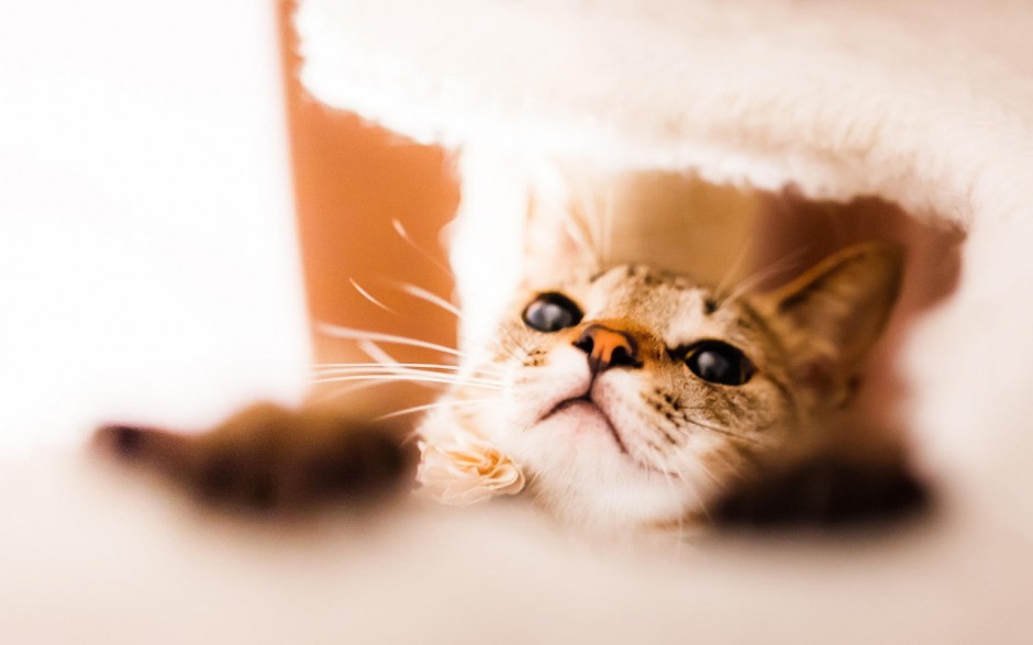 萌猫活力无限精美电脑壁纸