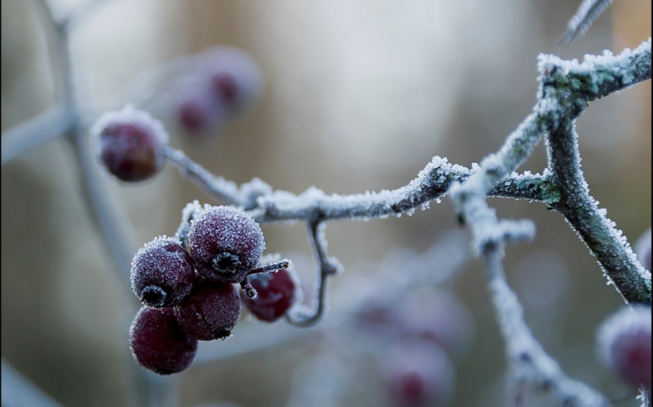 温暖冬日雪地霜果子甜美俏挂枝头