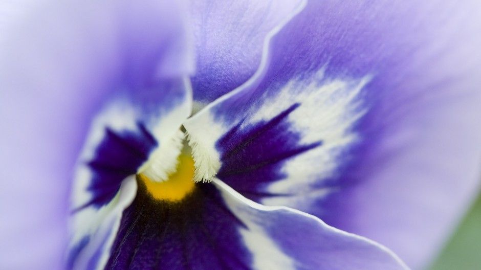 唯美宽频花儿高清桌面壁纸