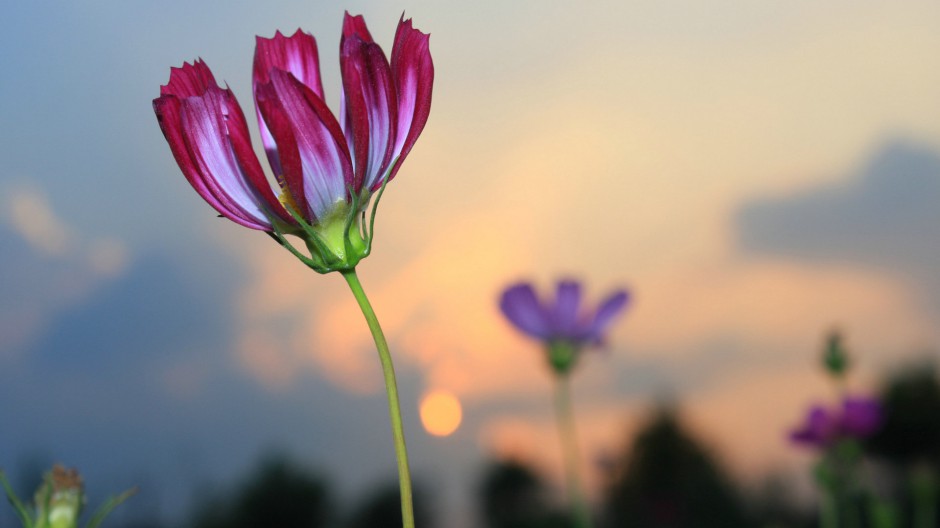 格桑花浪漫殷红花海清新壁纸