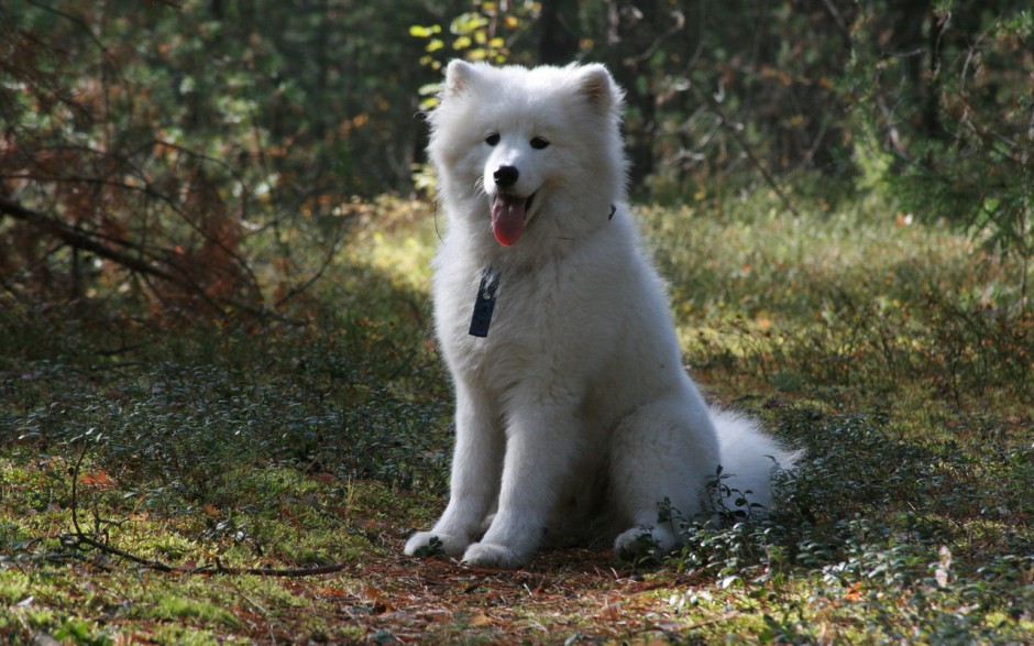 高清大图壁纸萨摩耶犬