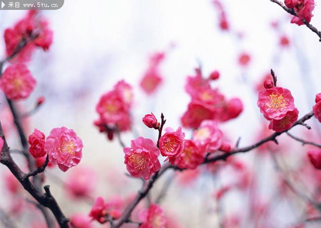 明媚春日桃花盛放高清美景图片