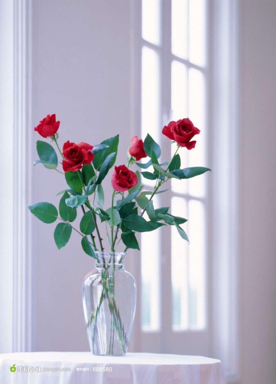 玻璃花瓶里的玫瑰花高清图片