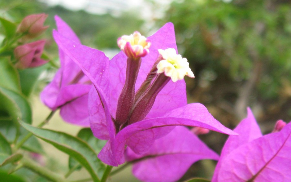 殷红三角梅花卉春日浪漫绽放壁纸