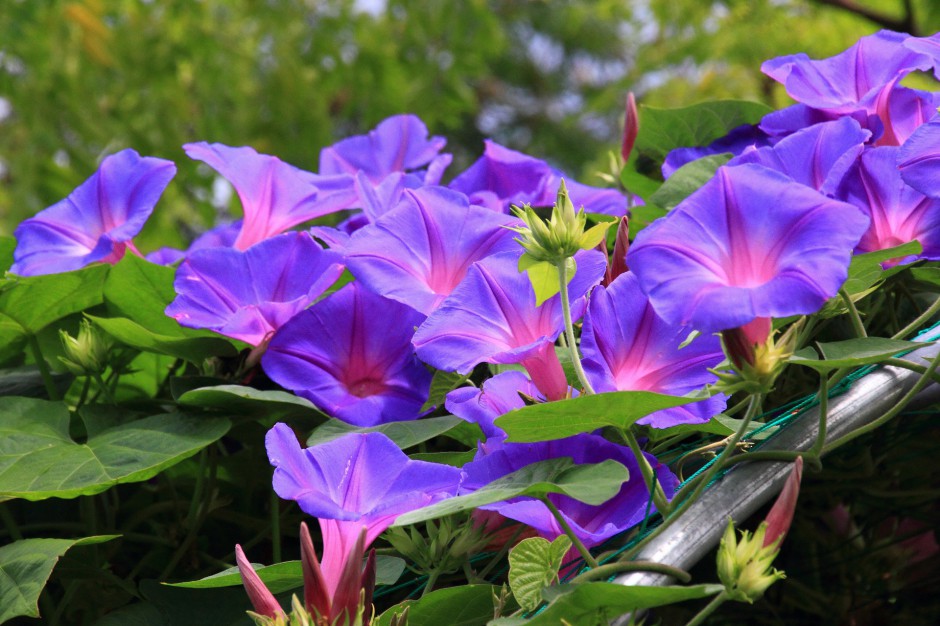 紫色牵牛花浪漫春日风景壁纸