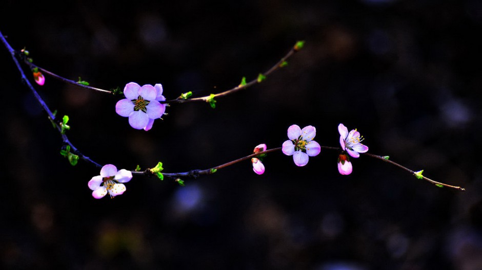 素雅杏花粉色挂满枝头唯美风景壁纸